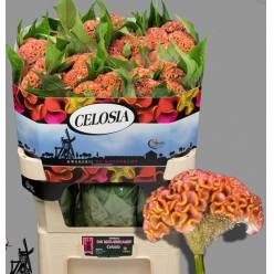 Celosia Cresta Act Ziva 70cm Sal.
