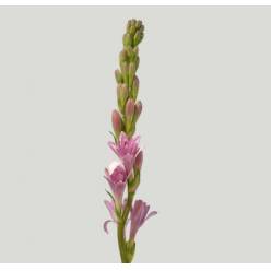 Nardos Hol. Pink Sapphir 60cm Rs.