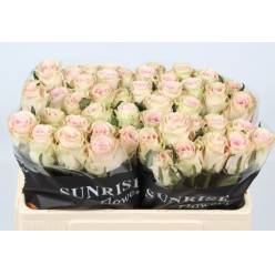 Rosa Hol. Overig 50cm