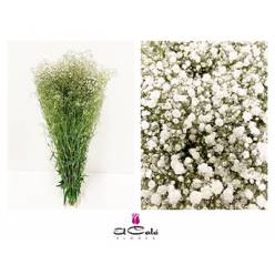 Paniculata Nac. Mirabella 750gr "T25" (7 Dias-2�).