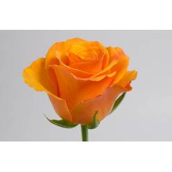 Rosa Ecu. Tycoon 60cm Oc.