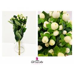 Hypericum Hol. Coco Uno 50cm x10
