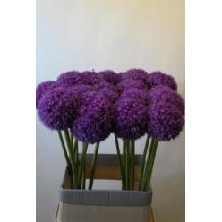 Allium Giganteum Gigante 80cm