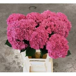 Hortensia Hol. Rodeo Rood 60cm �16/18 Rosa