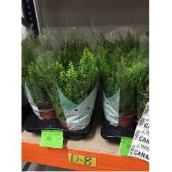 P. Helecho Green Momen 17/50cm x6