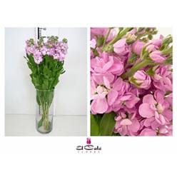 Aleli Hol. Mathilda Pink 55cm "T10"