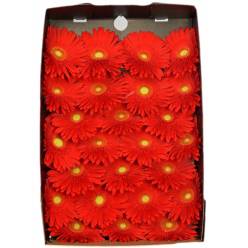 Gerbera Hol. Red Explosion Rj. "T25"