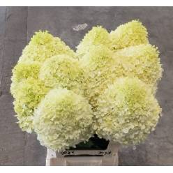 Hortensia Hol. Limelight 60cm �16/18