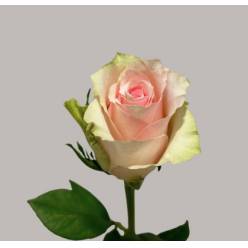 Rosa Hol. Pink Athena 60cm Rs.