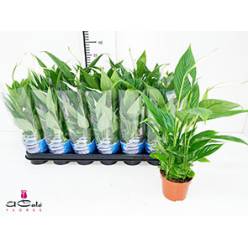 P. Spathyfilium Alana 9/30cm x18 5+flores