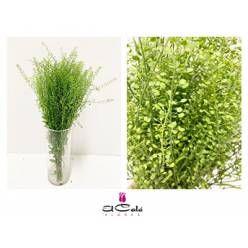 Lepidium Thlaspy Green Bell 70cm 20gr "T25"