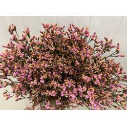 Limonium Hol. Anou Diamond 70cm 35gr "T25" Rs