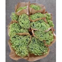 Sedum Nac. Natural 60cm