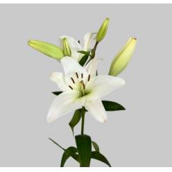 Lilium LA.  Blanco 80cm 3/4