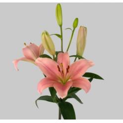 Lilium LA.  Rosa 80cm 3/4 fl.