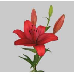 Lilium LA.  Rojo 80cm 3/4 fl.