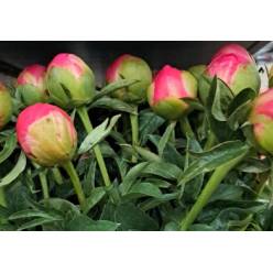 Peonia Coral Sunset 60cm