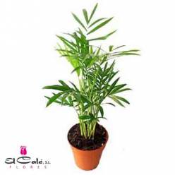 P. Chamaedorea Elegans Bree 12/55cm x10