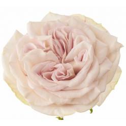 Rosa Hol. Mystic Moments 50cm