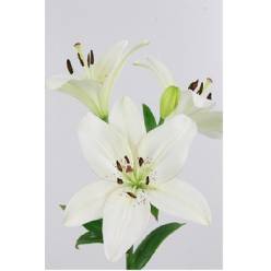 Lilium LA. Hol. Litouwen 90cm 4/5 flores
