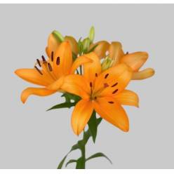 Lilium LA.  Naranja/Salmn 80cm 3/4 fl.