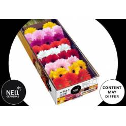 Gerbera Mini Hol. Mixta "T30"
