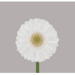 Gerbera Mini Hol. Lobby Blanca "T20"