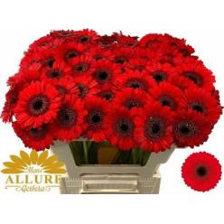 Gerbera Mini Hol. Nirvana Rj. "T20"
