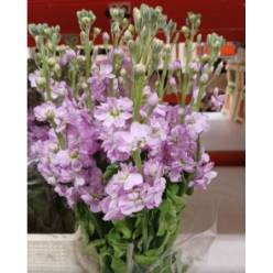 Aleli Hol. Mathilda Pink 50cm x10