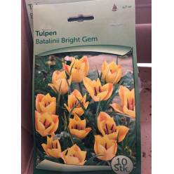P. Bolsa bulbos Tulipan