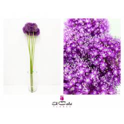 Allium Giganteum Gigante 90cm