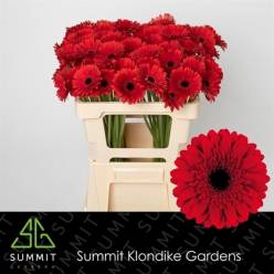 Gerbera Mini Hol. Masserati x20 Rj