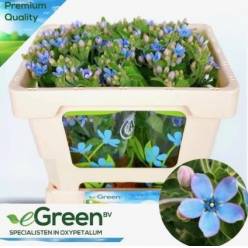 Oxypetalum Tan Pur Blue 45cm x25 Az