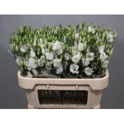 Lisiantus Hol. Piccolo White 70cm 55gr "T10"