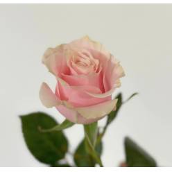 Rosa Ecu. Pink Mondial 40cm Rs.