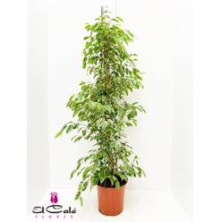 P. Ficus Be Golden king 27/155cm