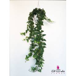 P. Hedera He Mein Herz 17/120cm