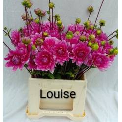 Dalia Hol. Overig Lila 45cm "CC50"