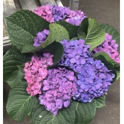 Hortensia Hol. Pimpernel 60cm 16/18 Azul