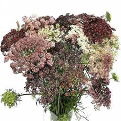Ammis Daucus Dara 60cm Gr.