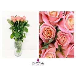 Rosa Hol. Miss Piggy 50cm x20 A2