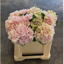 Hortensia Hol. Verena Classic 50cm �18/20 Bic.