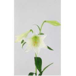 Longiflora Hol. White Heaven 90cm 3 fl.