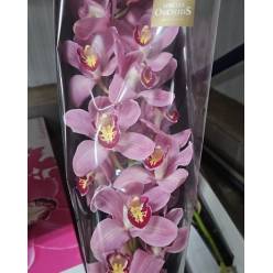 Cymbidium Lipstick 80cm Rs.