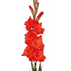 Gladiolo Nac. Rojo 140cm
