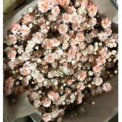 Paniculata Ecu. Tint. Peach 750gr "T25"