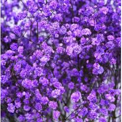 Paniculata Ecu. Tint. Purple 750gr "T25"