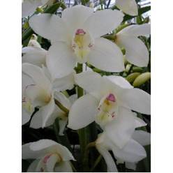 Cymbidium Winter Bird 80cm Bl.