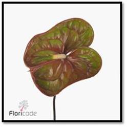Anthurium Hol. Elixer 13  "CC12"