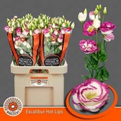 Lisiantus Hol. Excal Hot Lips 70cm 55gr "Waalzicht"